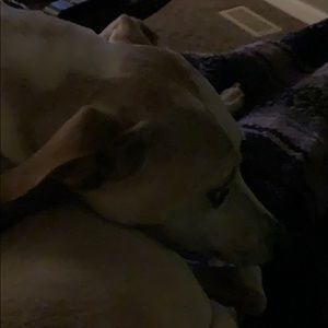 Meet your Posher, Dee anne